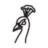 孔雀 图标