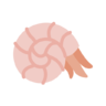 Icône Shell, escargot, coquillage, nautilus, les insectes