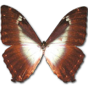 morpho, phano น้ำเงินผีเสื้อ ไอคอน
