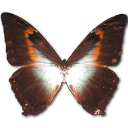 morpho, phano, red, 버터플라이 아이콘