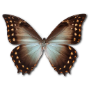 morpho, theseus, amphotrion, 버터플라이 아이콘